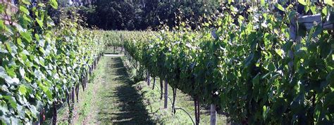 Cape May Winery And Vineyard