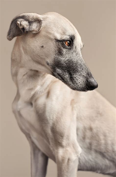 Interview Expressive Human Like Portraits Of Dogs By Elke