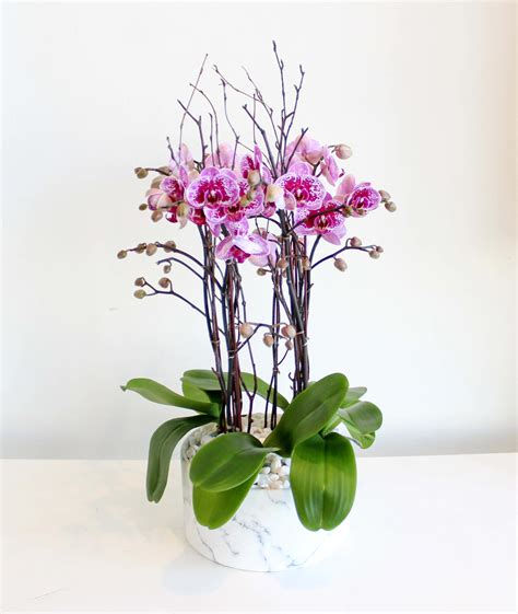 Magenta Orchids In Los Angeles Ca Sonny Alexander Flowers