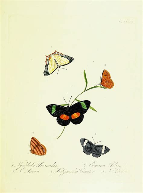 Vintage And Antique Butterflies Mixed Media By Beautiful Nature Prints