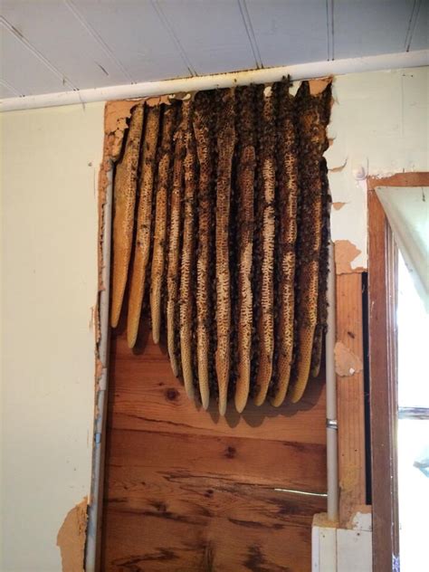 Found A Beehive While Renovating An Old House Imgur