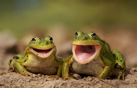 Two Happy Frogs Funny Pictures Of Animals