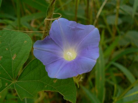 Nilkalami (Bengali: নীলকলমি ) | Convolvulaceae ...