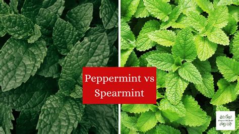 Peppermint Vs Spearmint Important Differences Homegrown Herb Garden