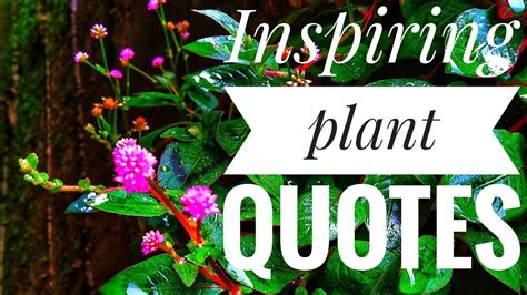 Inspiring Plant Quotes Youtube