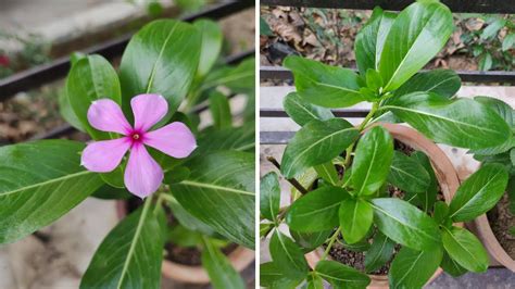 4 where to plant cactus? Vinca Plant Sun Requirements - How Much Sun Does Vinca ...