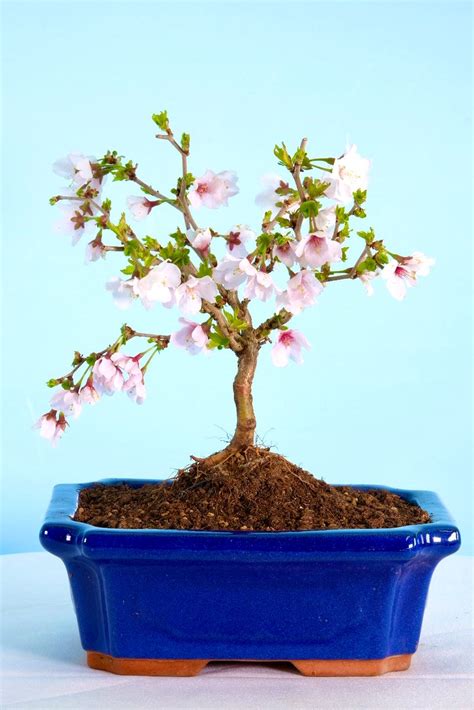 Delicate Flowering Cherry Blossom Outdoor Bonsai With Vibrant Pot Uk
