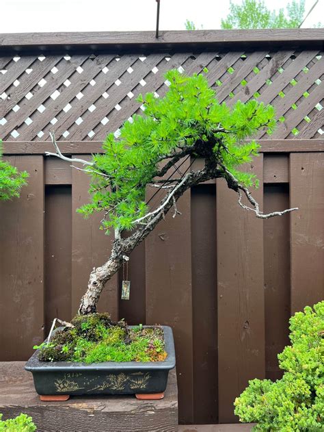 Japanese Maple Trees for sale in Sherbrooke, Quebec | Facebook Marketplace