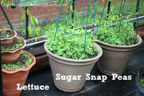 How you space your pea seed will depend on whether you are growing bush peas or not. Growing Vegetables in a Greenhouse - Harvesting Tomatoes ...