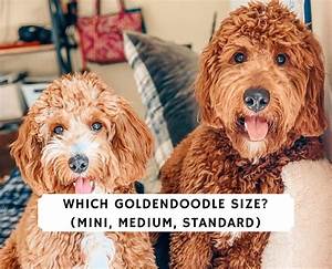Which Goldendoodle Size Mini Medium Standard 2023 We Love Doodles
