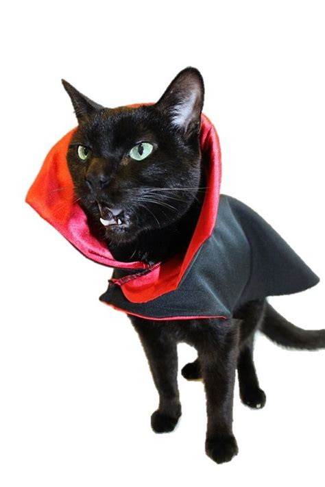 Cat Clothes Cat Halloween Costume Vampire Cat Costume Vampire