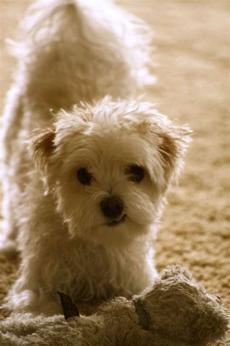 Find the best pet grooming software for your business. Pin by My1039 Phoenix on Paw Factor - Small Dogs | Mobile ...