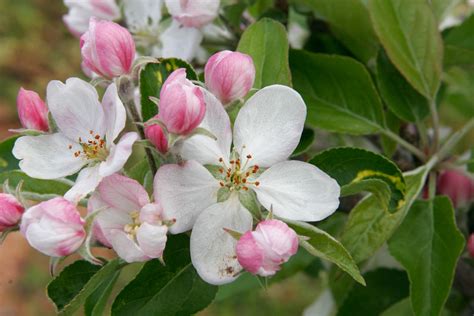 Flowers Desktop Wallpaper Apple Blossom
