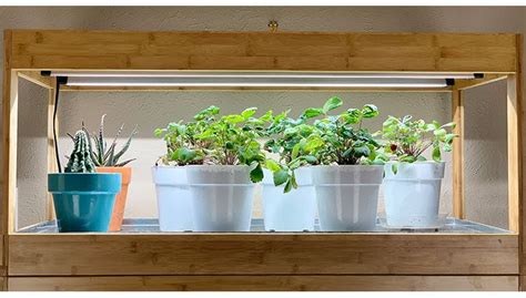 Growing Vegetables Indoors 綾 Under Led Grow Lights