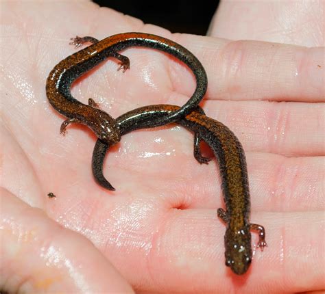 On The Subject Of Nature The Red Backed Salamander Plethodon Cinereus
