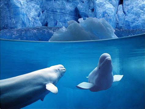 Beluga Whales Underwater Animals Whale Beluga Whale