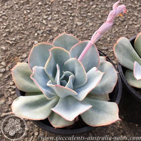 Echeveria Cloud Burst Succulents Australia