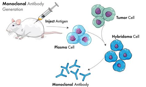 Monoclonal Antibodies From Screening To Production