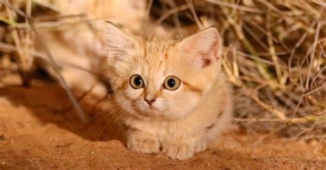 Rare Sand Cat Kitten Caught On Film For The 1st Time