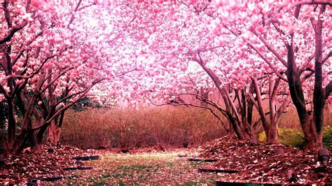 Beautiful Cherry Blossom Trees 1920 × 1080 Wallpaper