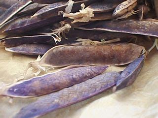 Jun 19, 2016 · purpe & pink pea flowers. Purple Podded Peas | Dried seed pods of purple-podded ...