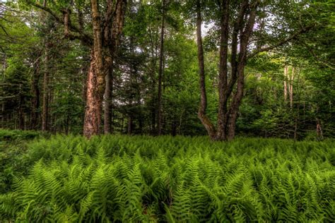 Fern Forest In The Adirondacks Fern Forest Adirondacks Ferns