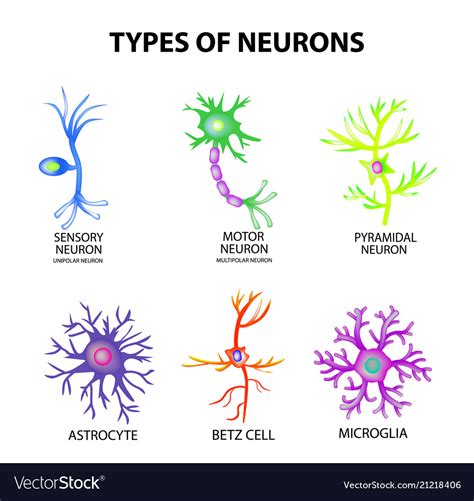 Types Neurons Structure Sensory Motor Neuron Vector Image