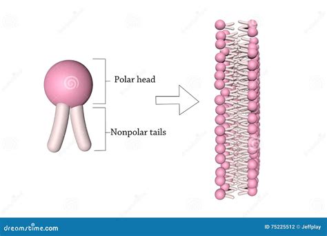Components Of A Phospholipid