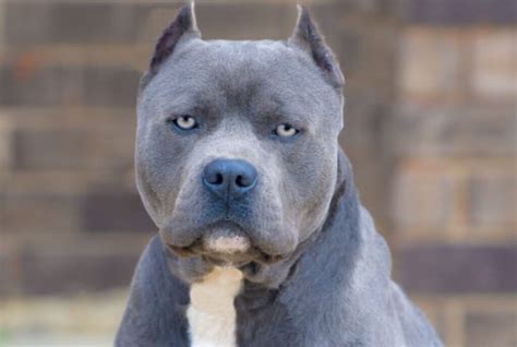 Socialization should start as a puppy and continue throughout the life of the dog. Blue Nose Pitbull Dog Breed: Complete Guide | Pets Nurturing