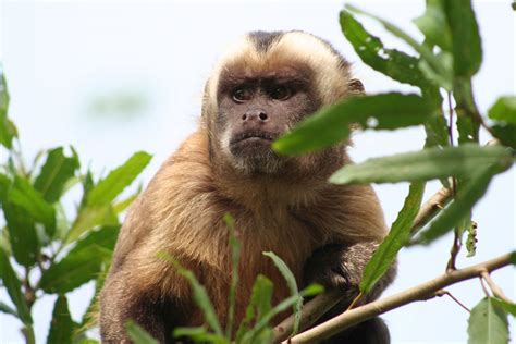 Amazon Rainforest Monkeys Photos And Info