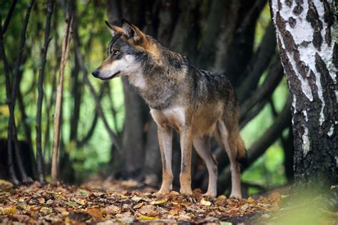 Wild Animals in Poland – A trip into nature for wildlife tracking