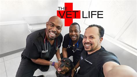 Watch The Vet Life Stream On Fubo Free Trial