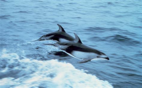 Oceanic Dolphin Wikipedia