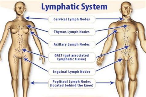 Manual lymphatic drainage—it may sound quite clinical, even a bit unpleasant, but for those who've undergone the treatment while in the capable hands of an esthetician, it's the holy grail of skincare procedures, encouraging cell renewal, enhancing skin tone, and decreasing puffiness. Massage Therapy Continuing Education Helpful Articles