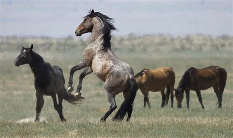 Drought Forces Emergency Measures For Us Wests Wild Horses St George