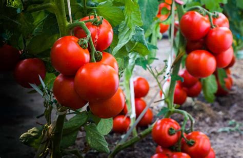 10 High Yielding Tomato Varieties For Huge Harvests Tomato Bible
