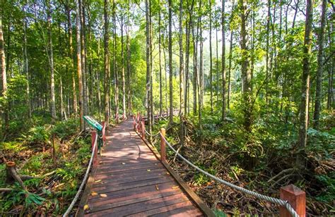 Mangrove forests provide great resources for local communities: Top 9 Things to Do in Taiping, Malaysia