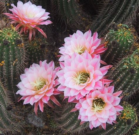 Cactus Blooms Arizona Desert Museum Cactus Flower Cacti And