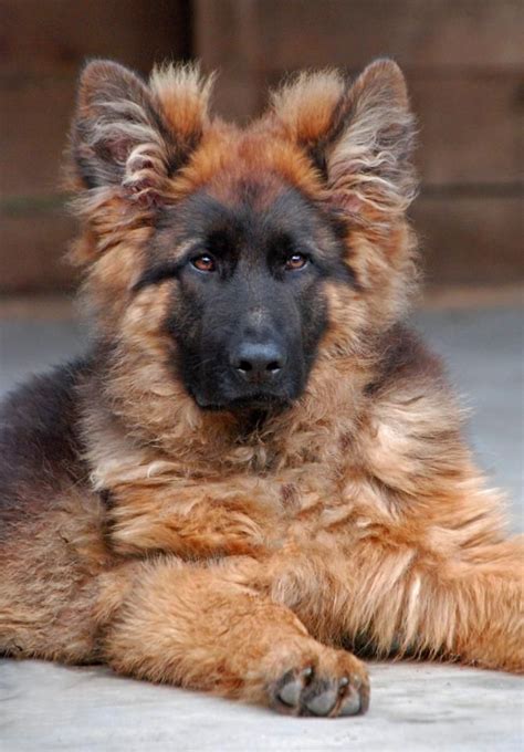Long Haired Black German Shepherd Puppies ~ Designbagssmall