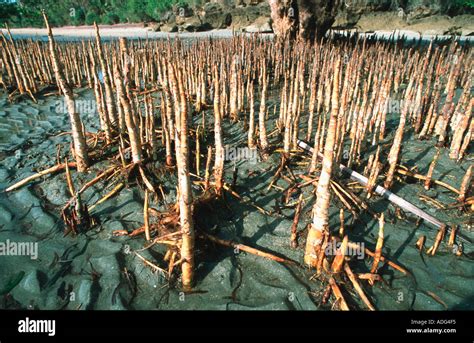 Aerial Roots Pneumatophores Of Coastal Mangroves Near Tanga Tanzanian