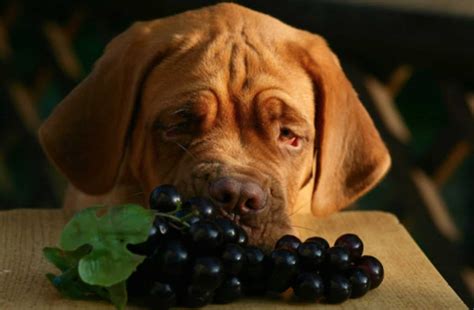 Add grapes next to chocolate on the list of foods dogs can't have. Can Dogs Eat Grapes? Risks, Symptoms & Treatment