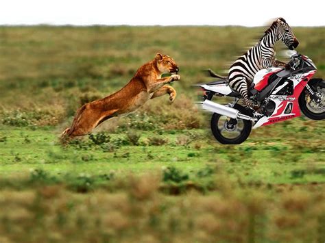 Funny Zebra | Funny And Cute Animals