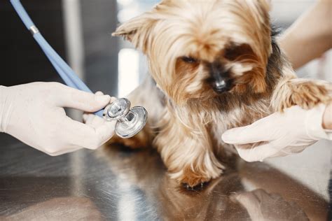 Pet Illness vs Urgent Care Visits | Petfolk