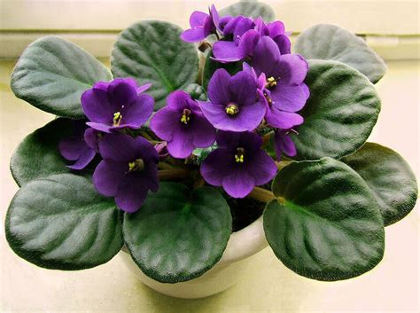 African Violet Saintpaulia Sm Pantry Of The Sun Baby Plug Plant Annual