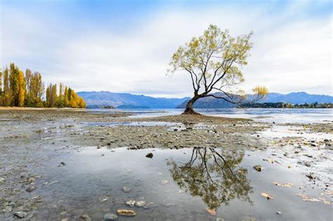 Premium Photo Lone Tree In Wanaka New Zealand