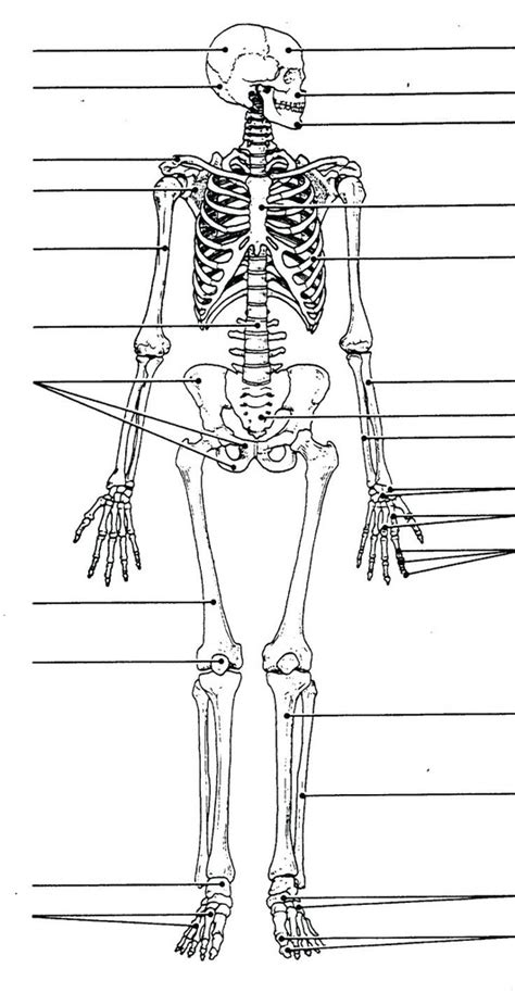 Fileappendicular Skeleton Diagram Blanksvg Wikimedia