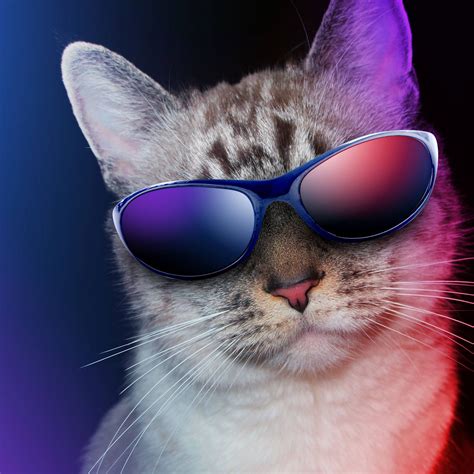 Top 999 Cool Cat Wallpaper Full Hd 4k Free To Use