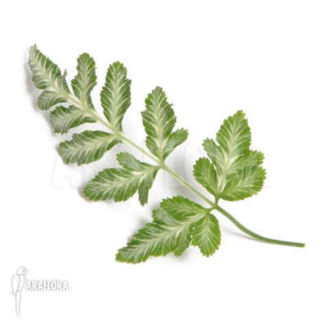 Pteris ensiformis 'evergemiensis' is a variegated fern that is also known by its common name of silver lace fern. Araflora, exotic flora & more - Bracken fern 'Pteris ...