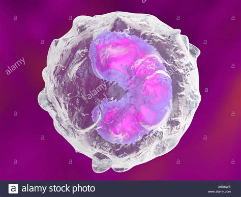 Monocyte High Resolution Stock Photography And Images Alamy