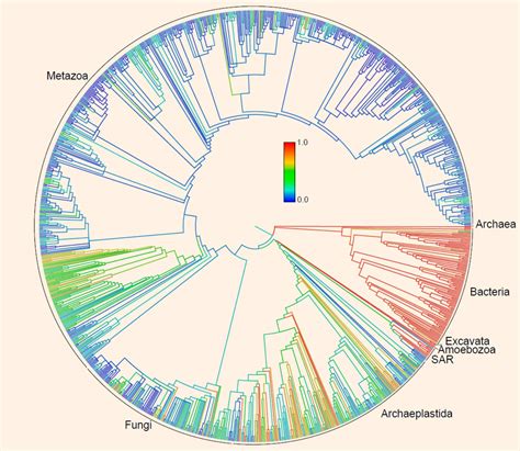 Researchers Create Tree Of Life For More Than Two Million